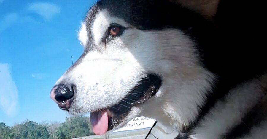 Cucciolo di Alaskan Malamute scarta i suoi regali di compleanno