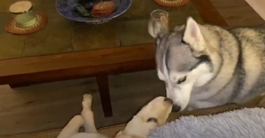 Cucciolo di Siberian Husky adora la sorellina Labrador Retriever