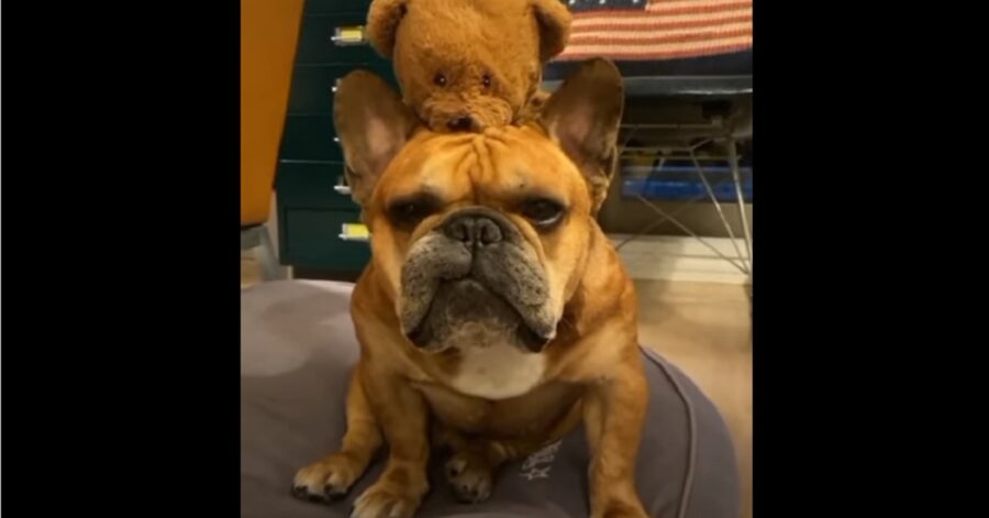 Cucciolo di bulldog francese che porta sempre in giro i suoi giocattoli