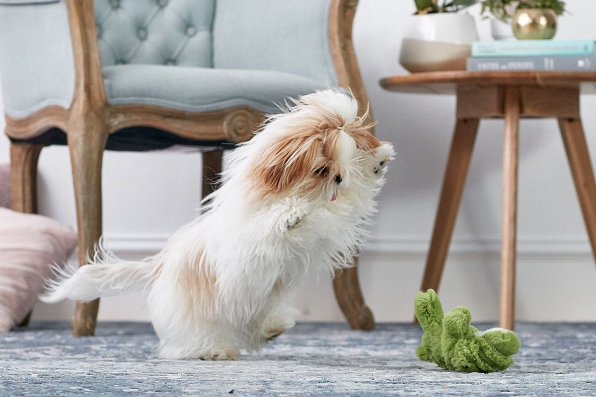 Che fare se il cucciolo di cane corre per tutta casa?