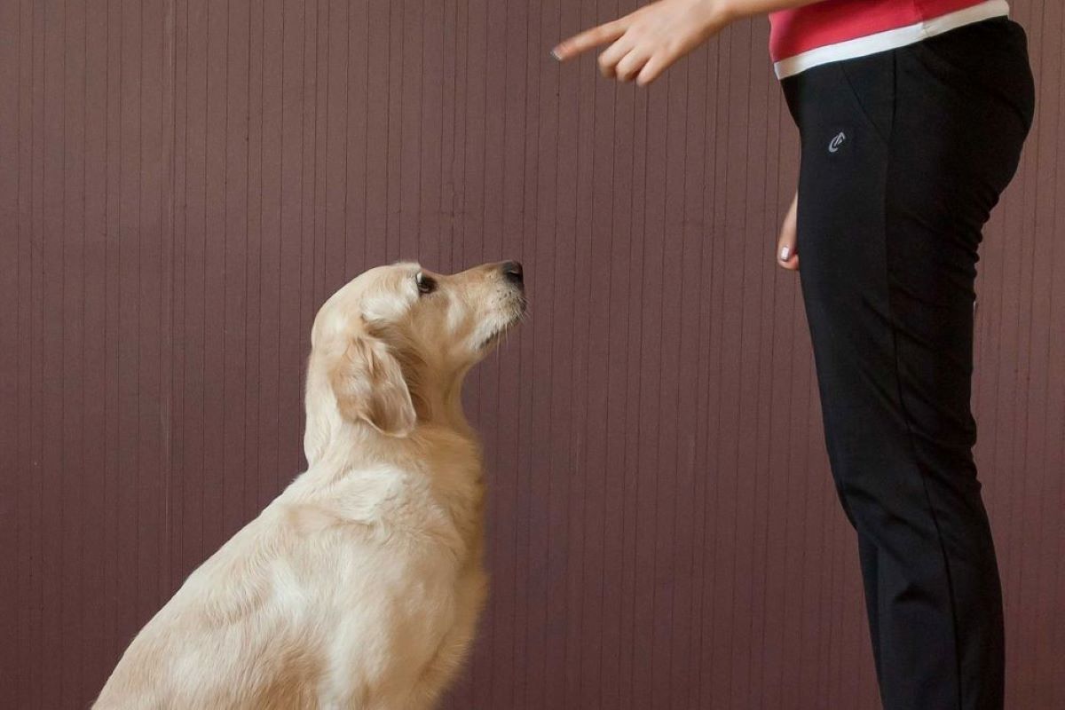 cucciolo di cane non sente i comandi