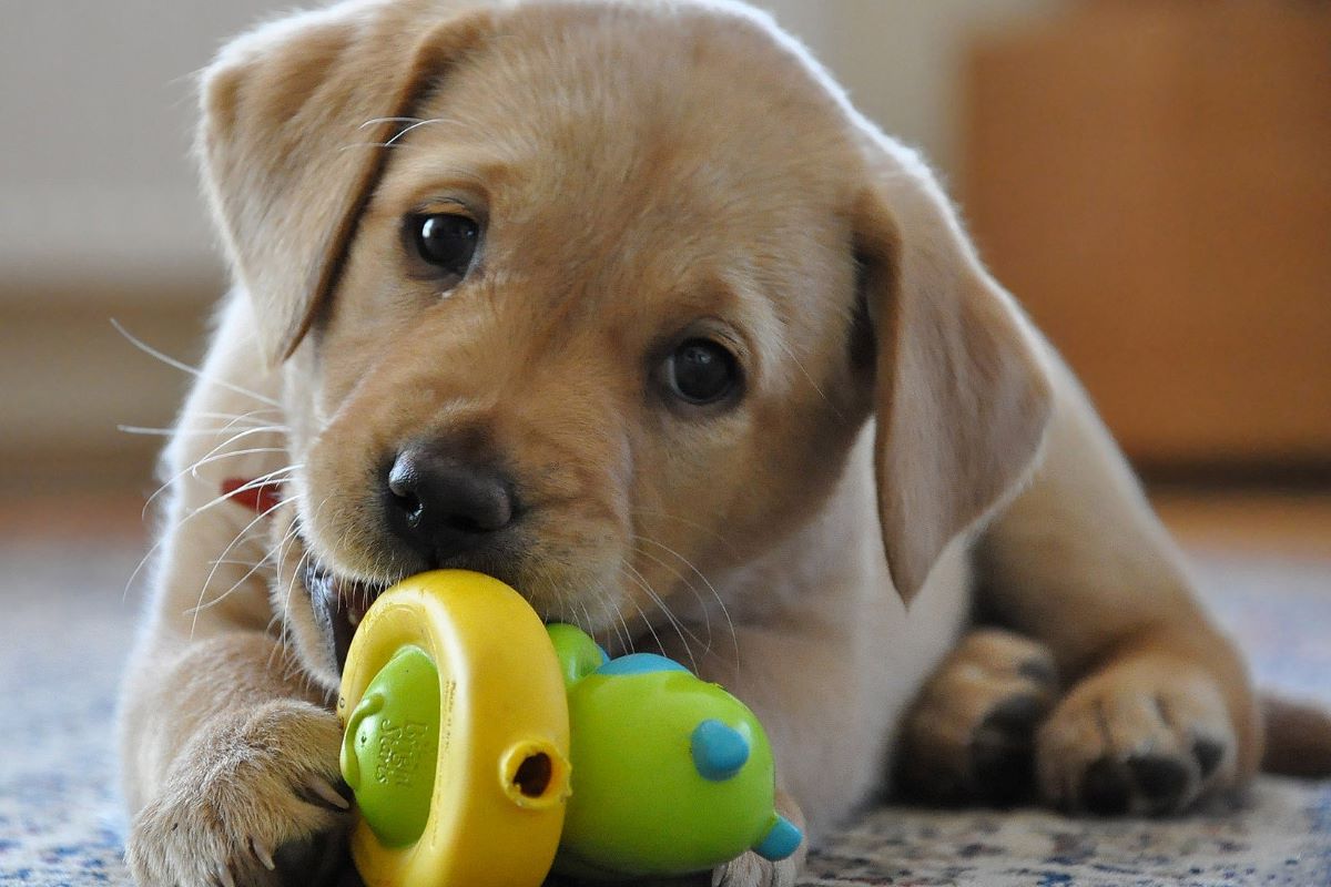 cucciolo di cane non sente i comandi