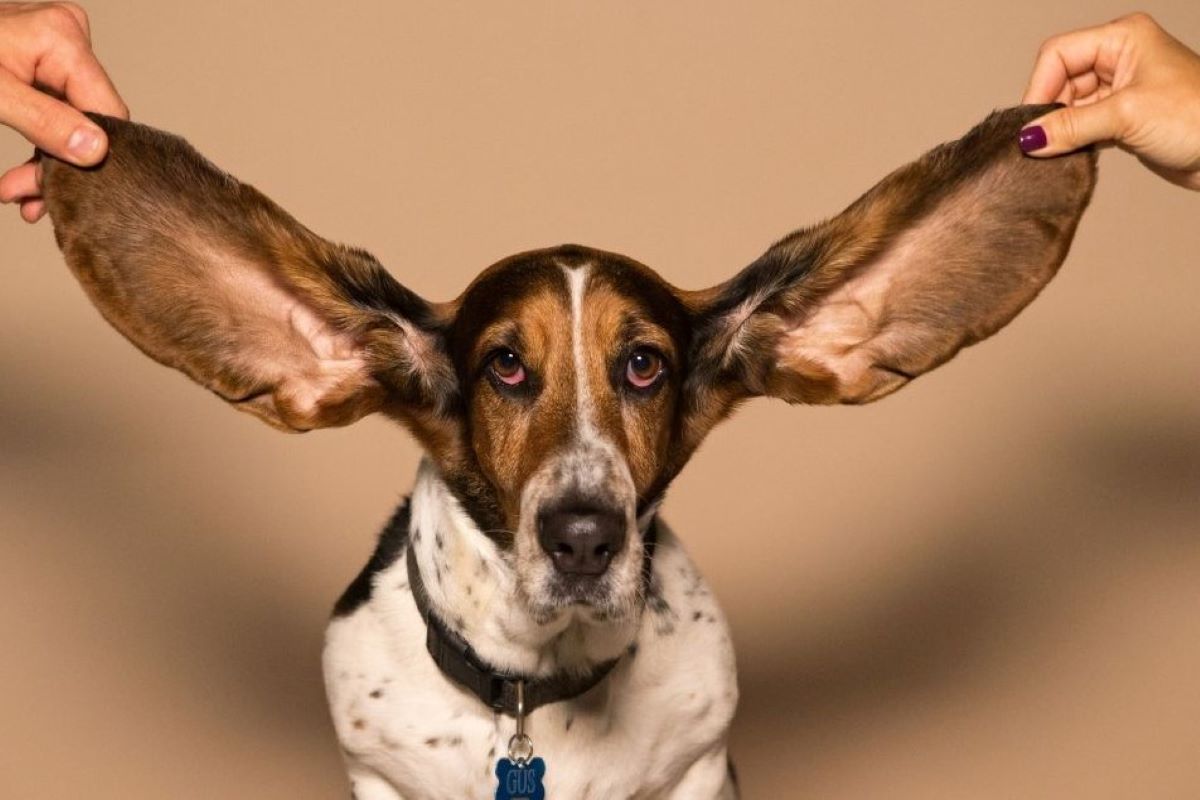 cucciolo di cane non sente i comandi