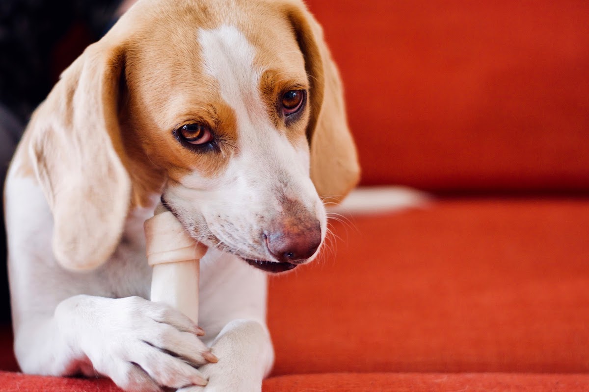 Perché il cucciolo di cane piagnucola con l’osso in bocca?