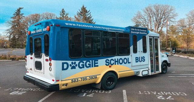 Dei cuccioli di cani si emozionano quando arriva il Doggie School Bus (VIDEO)