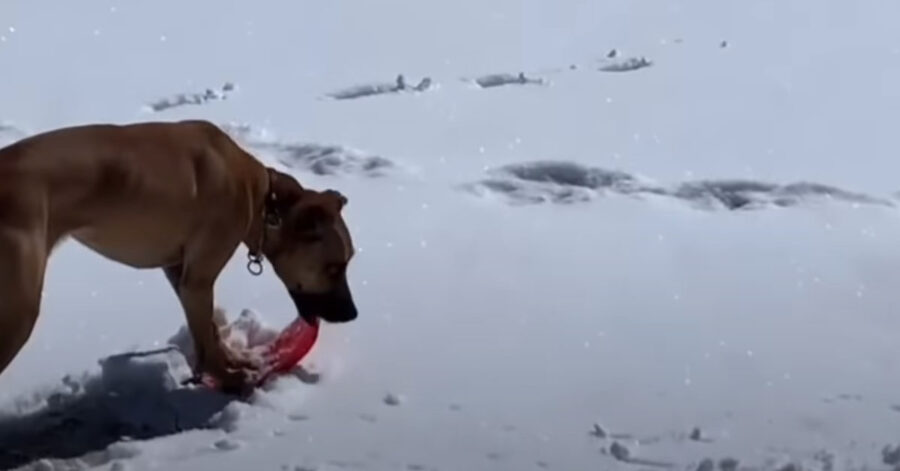 Cucciolo di cane nella neve
