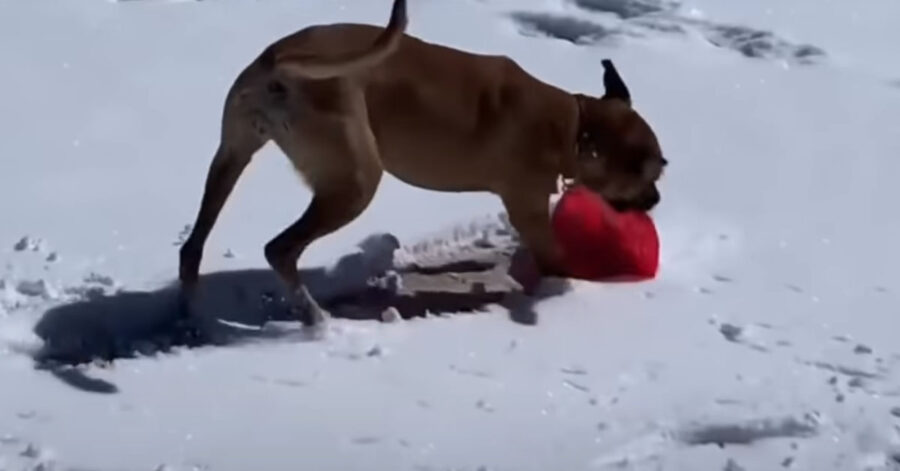 Cucciolo di cane nella neve