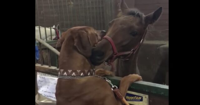 La bella amicizia fra il cucciolo di Rhodesian Ethan e il puledro Bluero (VIDEO)