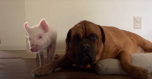 George, il Boxer che è diventato il migliore amico di un maialino (video)