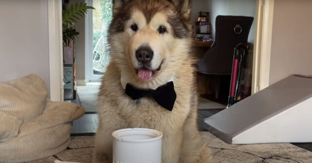 Gli Alaskan Malamute affrontano per la prima volta la challenge degli snack invisibili