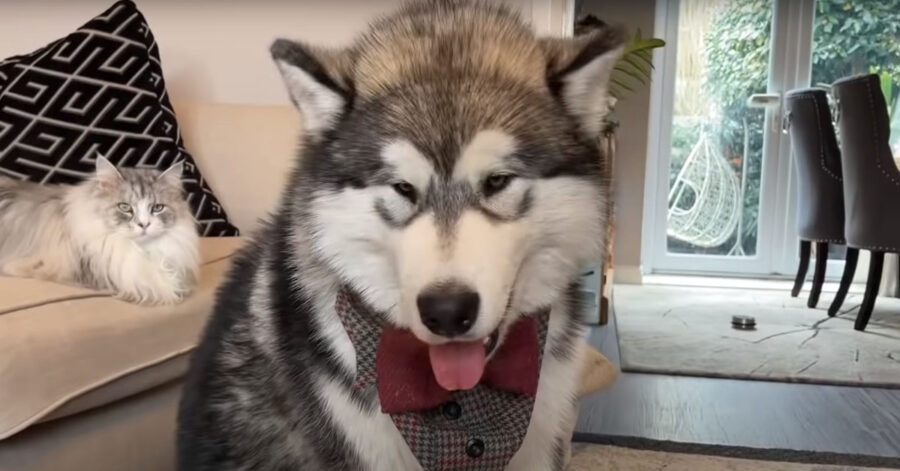 Alaskan Malamute che osserva