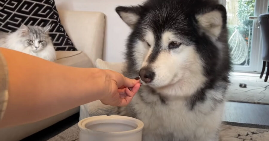 Alaskan Malamute che osserva