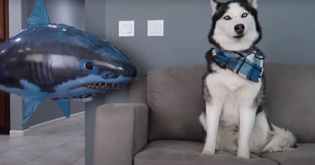 Gli Husky affrontano il loro nuovo “coinquilino”, uno squalo (video)