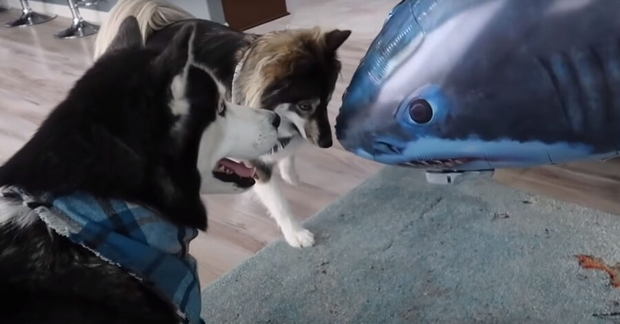 Husky con un palloncino a forma di squalo