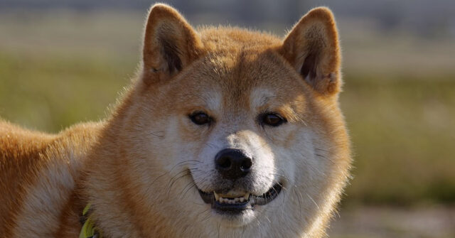 Gli Shiba Inu affrontano per la prima volta la challenge del muro di carta igienica