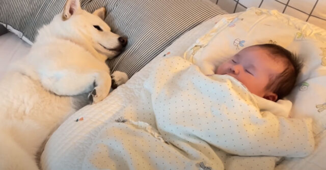 Gli Shiba Inu si prendono cura del bambino che fa il bagnetto (video)