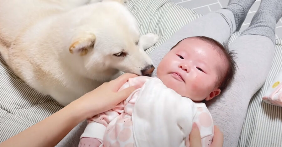 Shiba Inu con un bambino