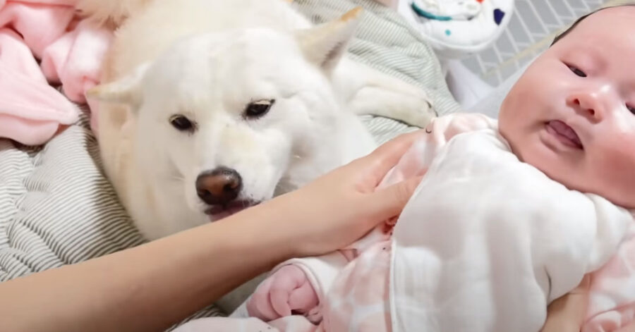 Shiba Inu con un bambino