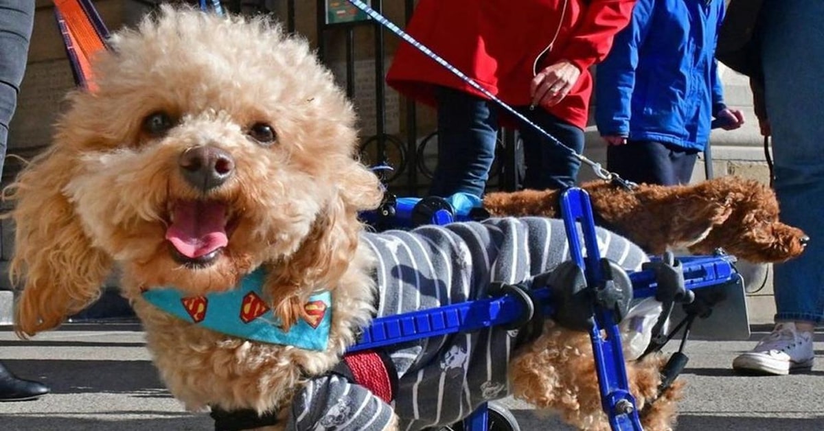 Henry, il cucciolo di Barboncino salvato in Cina che aiuta persone con esperienze traumatiche (VIDEO)
