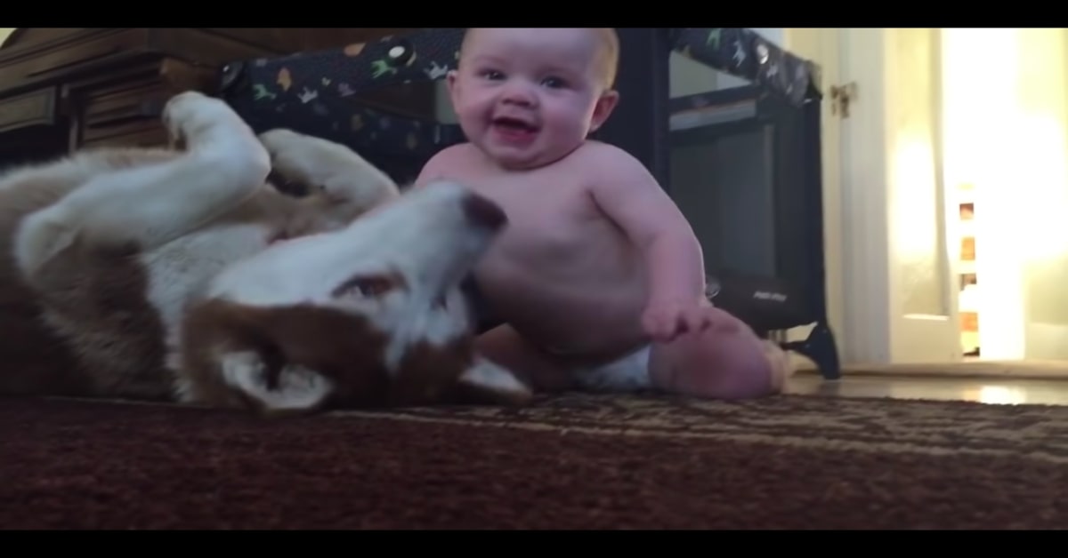 La dolcissima amicizia fra un bebé e un cucciolo di Siberian Husky commuove la rete (VIDEO)