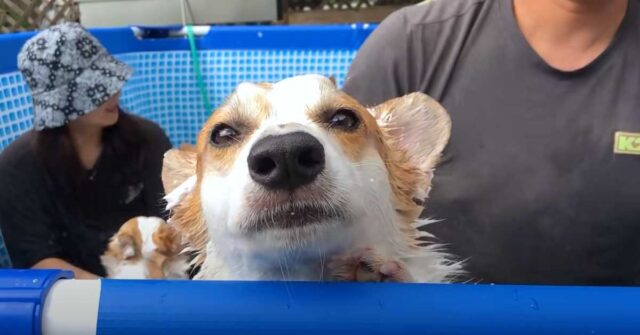 I Corgi si godono il loro bagnetto in piscina versione “tutto in famiglia” (video)