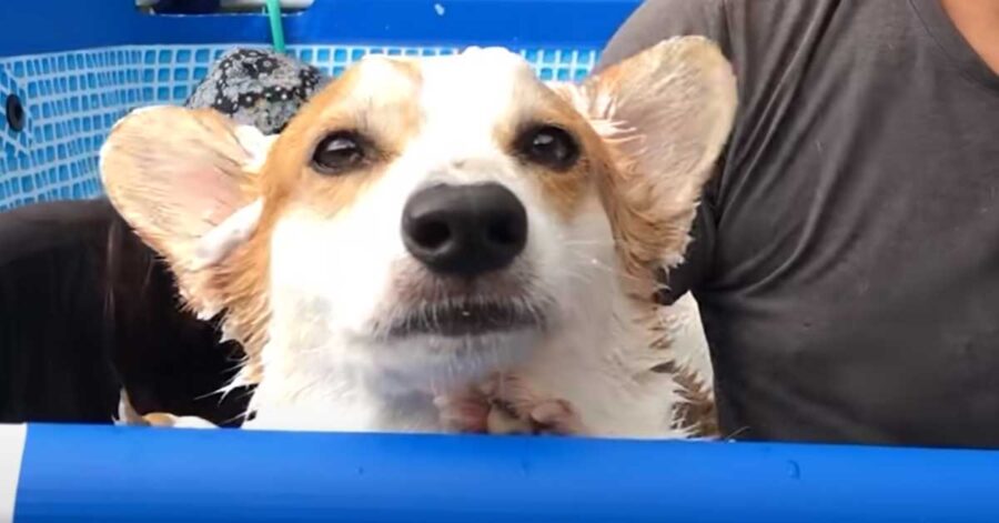 Corgi si fa il bagnetto