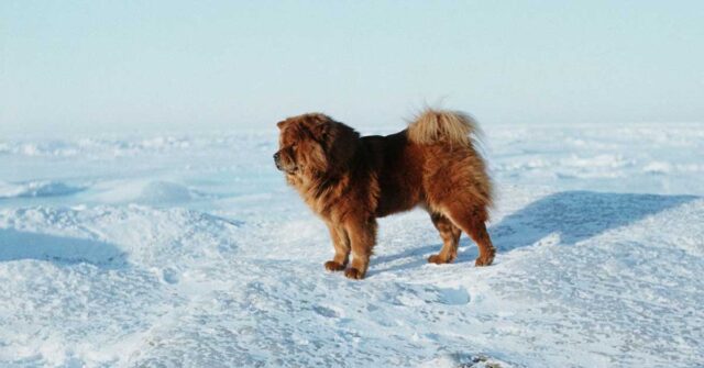 I cuccioli di Chow Chow si divertono nella neve in modo molto tenero (video)