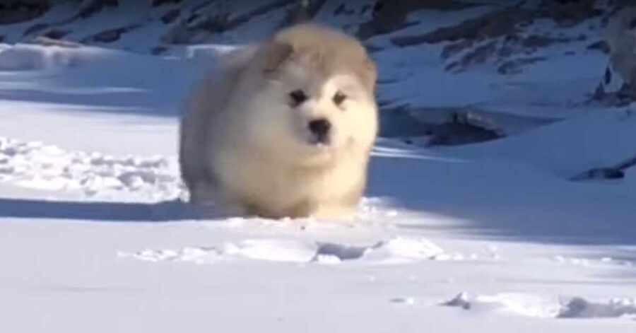 Cucciolo nella neve