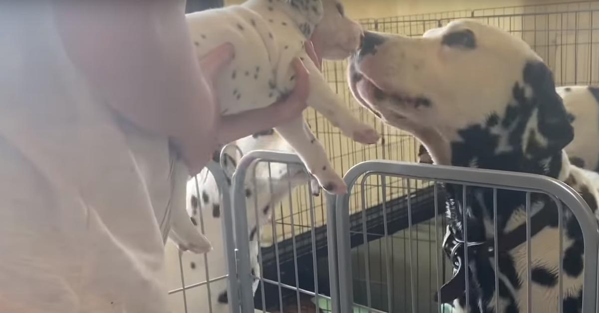 I cuccioli di Dalmata incontrano per la prima volta il papà e il momento è emozionante