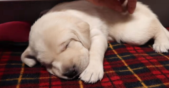 I cuccioli di Labrador brontolano teneramente nel sonno (video)