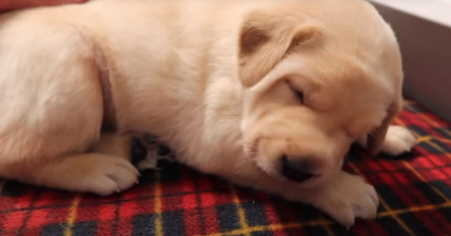 Cucciolo d Labrador che dorme