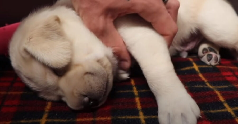 Cucciolo d Labrador che dorme