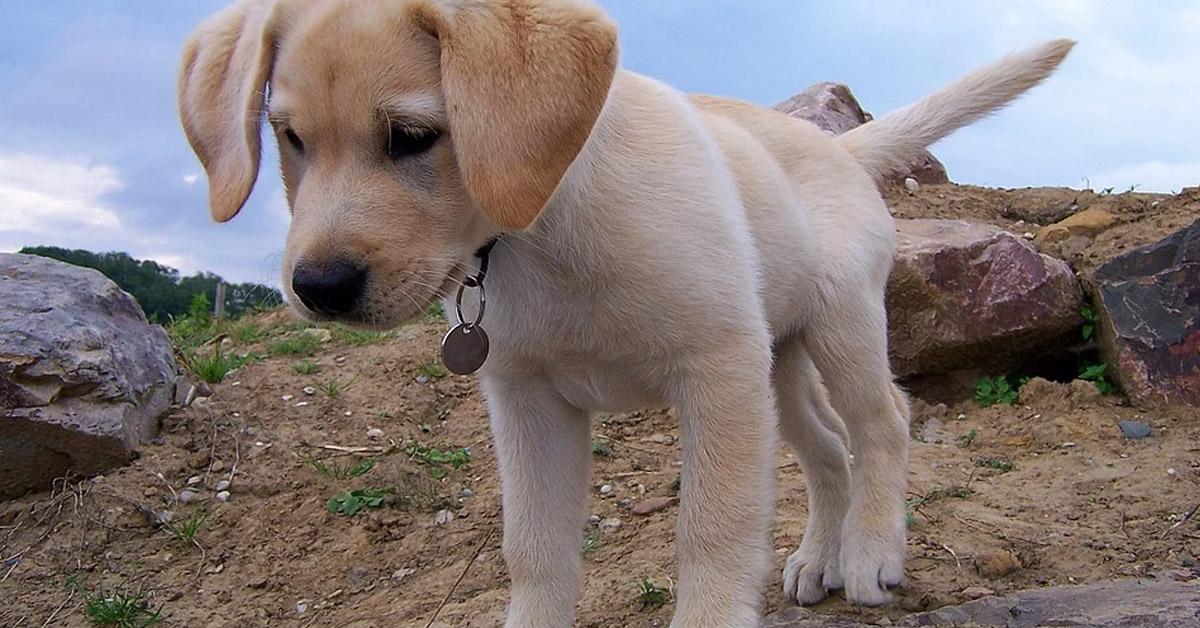 I cuccioli di Labrador escono fuori a giocare per la prima volta e il momento è magico