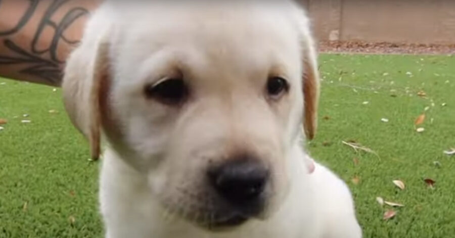 Cucciolo di Labrador che osserva