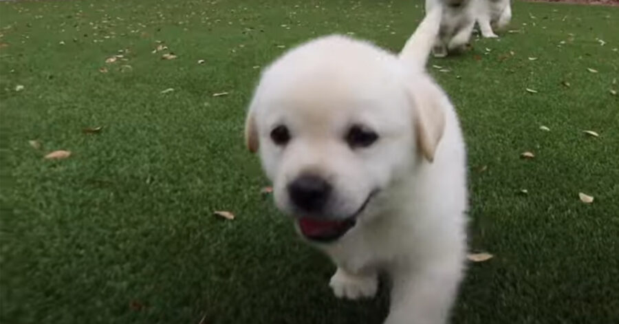 Cucciolo di Labrador che osserva