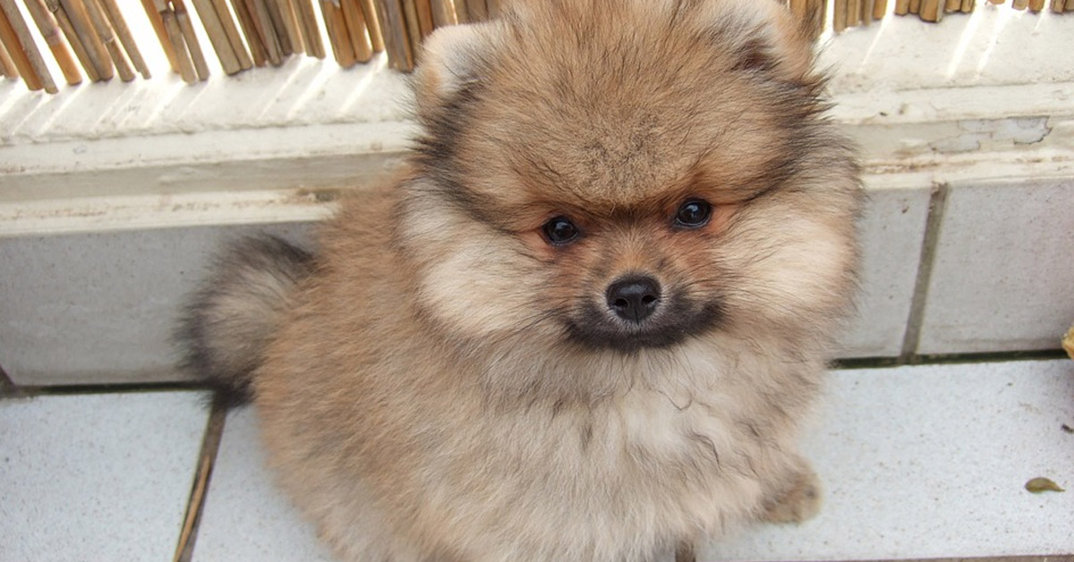 I cuccioli di Pomerania affrontano una difficile prova a ostacoli con i bicchieri (video)