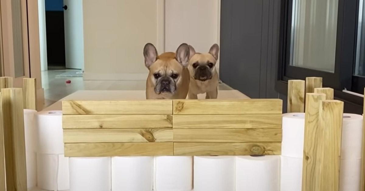I due Bulldog Francese affrontano per la prima volta una prova ad ostacoli per vincere dei gustosi snack
