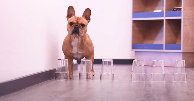 I due Bulldog Francese affrontano un divertente percorso ad ostacoli con dei bicchieri (video)