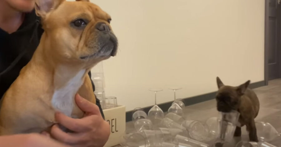 Bulldog Francese sfida dei bicchieri