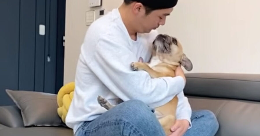 Bulldog Francese con il proprietario