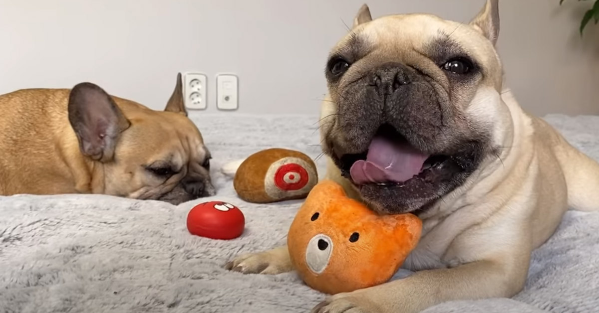 I due Bulldog Francese vogliono salvare i loro peluche preferiti dalla lavatrice (video)