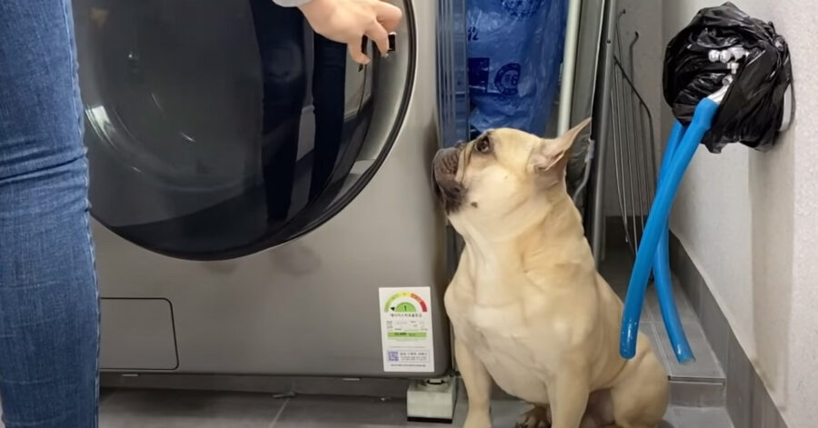 Bulldog Francese davanti ad una lavatrice