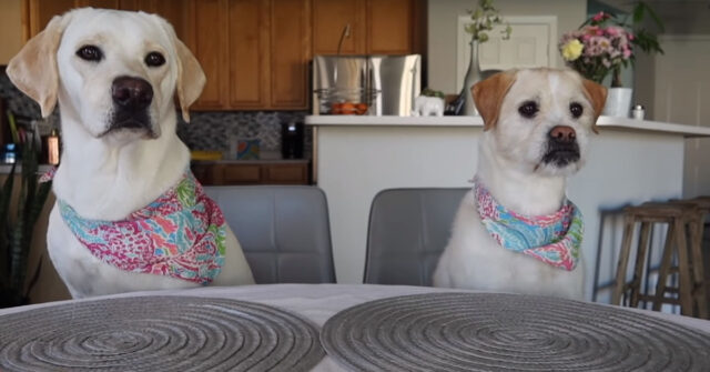 I due Labrador assaggiano per la prima volta delle crocchette di pollo