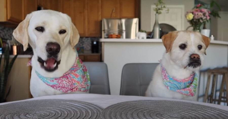 Labrador pronti a mangiare