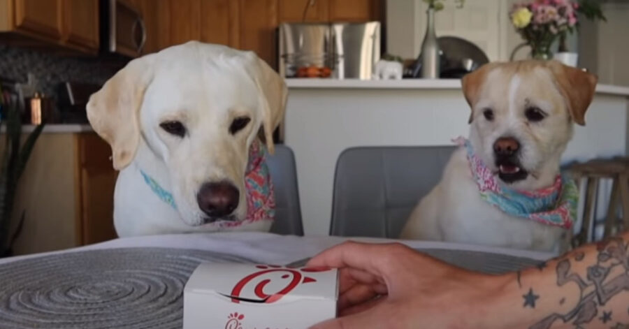 Labrador pronti a mangiare