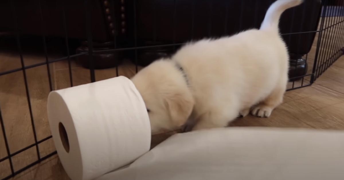 I teneri cuccioli di Labrador combinano un disastro con la carta igienica (video)