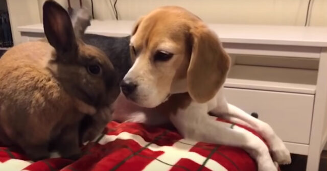 Il Beagle e il coniglio sono legati da un’amicizia davvero unica (video)