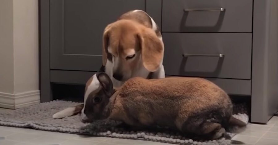 Beagle con un coniglio