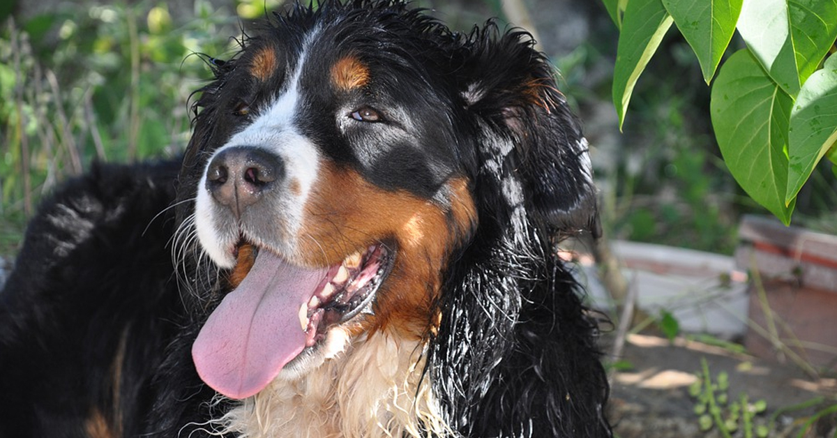 Il Bovaro del Bernese non vuole in alcun modo che la padrona faccia yoga (video)