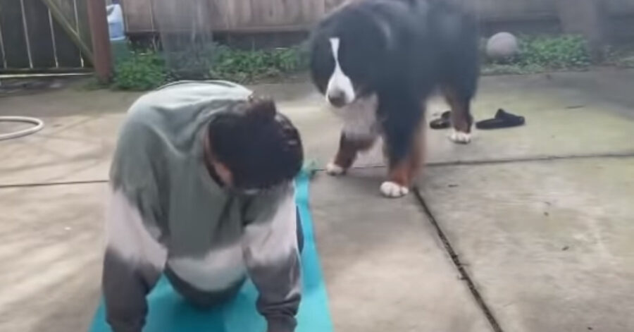 Bovaro del Bernese con la padrona